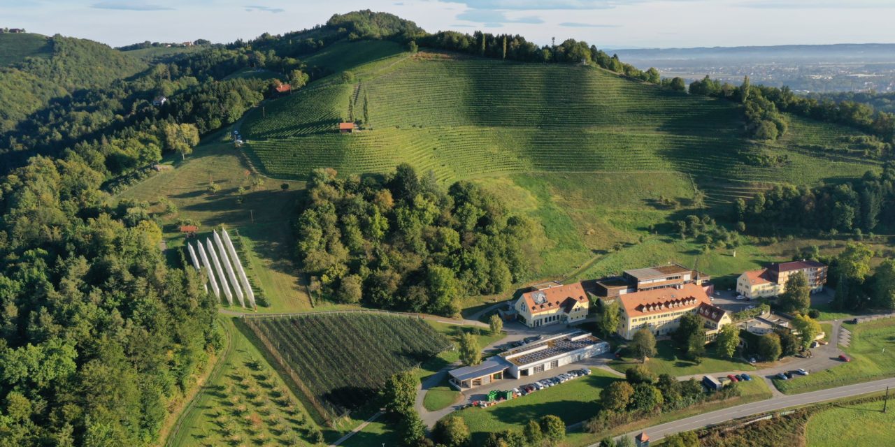 Silberberg ist Austragungsort der „European winechampionship“ 2023