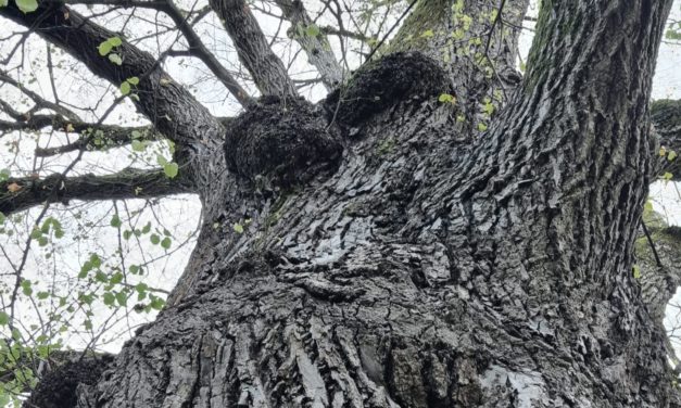 Kranker Lindenbaum am Kirchplatz: Stadtgemeinde Leibnitz setzt auf Beobachtung