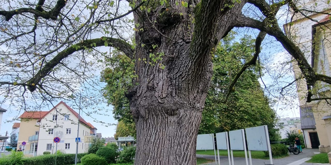 Kranker Lindenbaum am Kirchplatz: Stadtgemeinde Leibnitz setzt auf Beobachtung