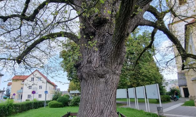 Kranker Lindenbaum am Kirchplatz: Stadtgemeinde Leibnitz setzt auf Beobachtung