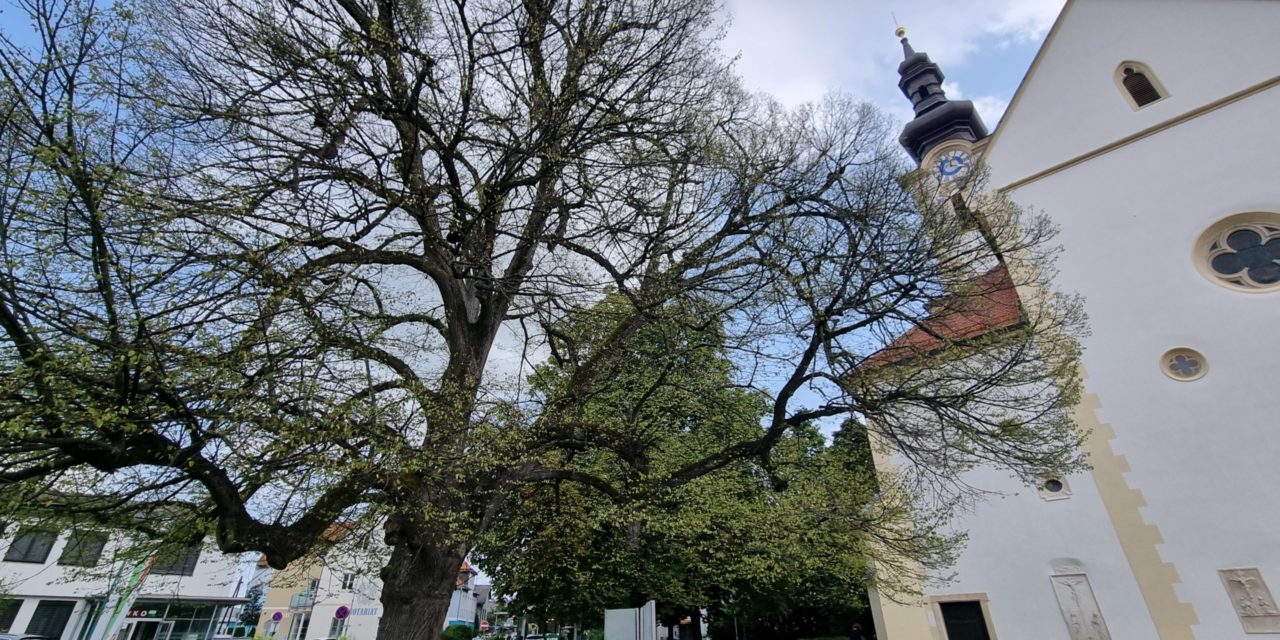 Kranker Lindenbaum am Kirchplatz: Stadtgemeinde Leibnitz setzt auf Beobachtung