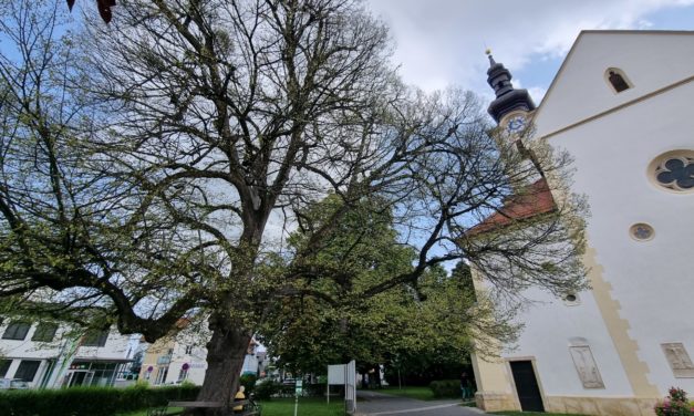 Kranker Lindenbaum am Kirchplatz: Stadtgemeinde Leibnitz setzt auf Beobachtung