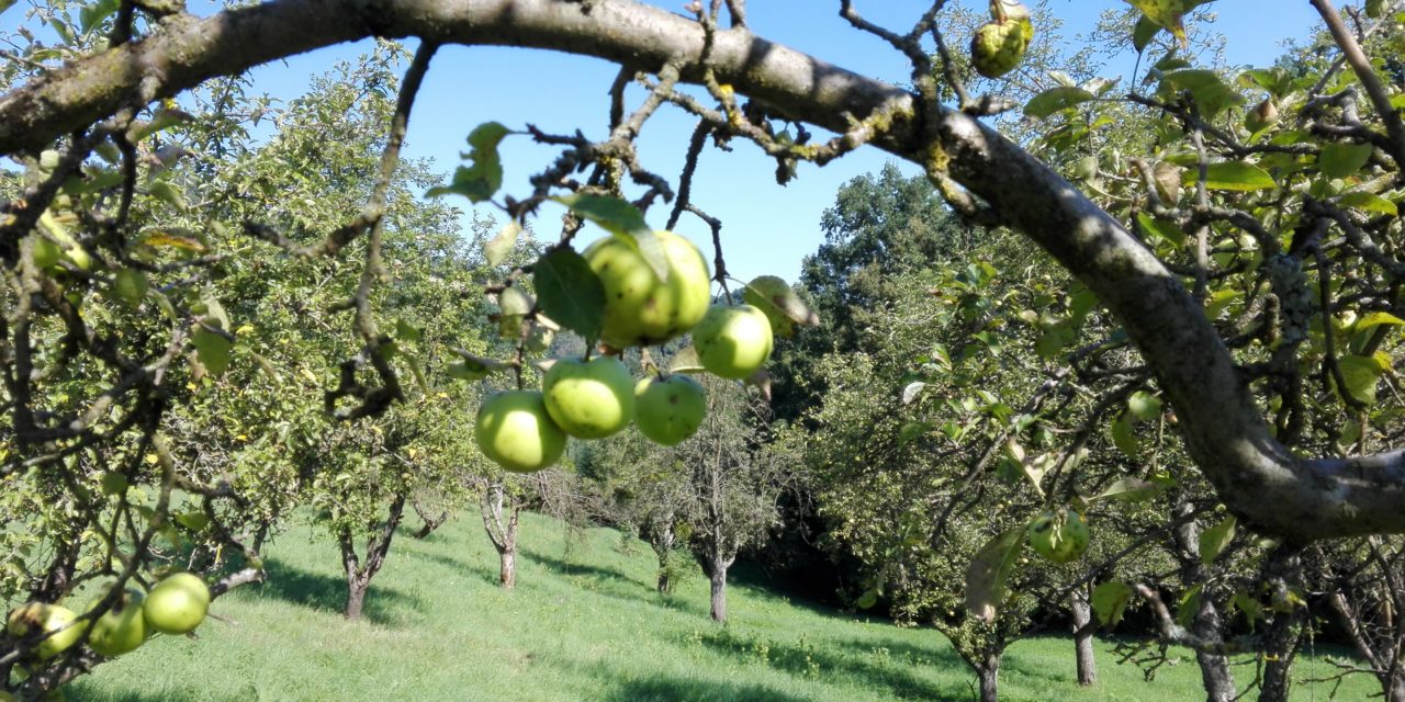 Lebensraumvernetzung durch Streuobstwiesen: Bestellung von Streuobstbäumen wieder möglich!