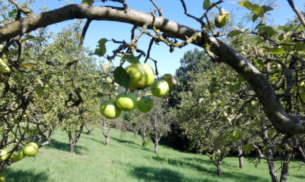 Lebensraumvernetzung durch Streuobstwiesen: Bestellung von Streuobstbäumen wieder möglich!