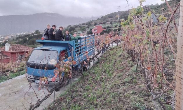 Bildungszentrum für Obst- und Weinbau Silberberg: Weinbaupraxis auf Teneriffa?