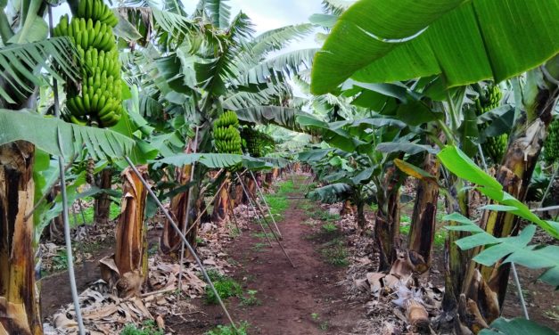 Bildungszentrum für Obst- und Weinbau Silberberg: Weinbaupraxis auf Teneriffa?