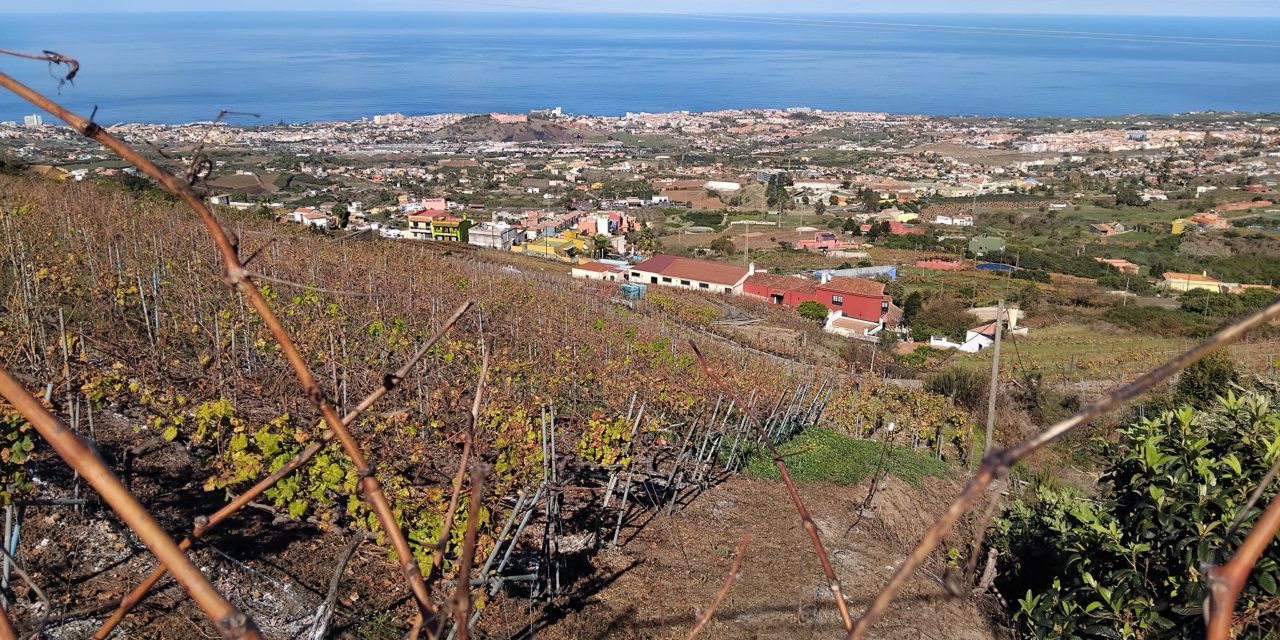 Bildungszentrum für Obst- und Weinbau Silberberg: Weinbaupraxis auf Teneriffa?