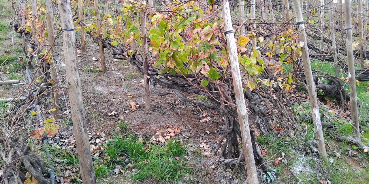 Bildungszentrum für Obst- und Weinbau Silberberg: Weinbaupraxis auf Teneriffa?