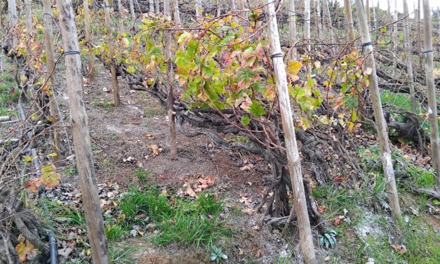 Bildungszentrum für Obst- und Weinbau Silberberg: Weinbaupraxis auf Teneriffa?