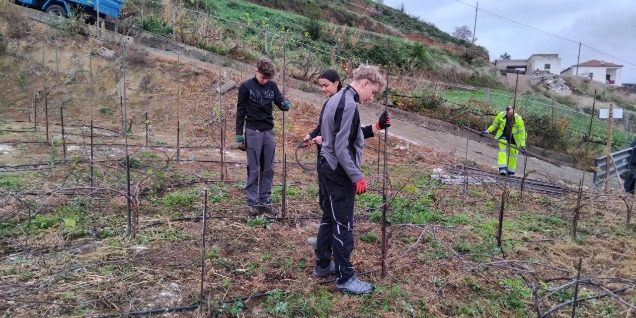 Bildungszentrum für Obst- und Weinbau Silberberg: Weinbaupraxis auf Teneriffa?