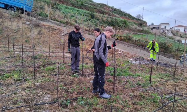 Bildungszentrum für Obst- und Weinbau Silberberg: Weinbaupraxis auf Teneriffa?