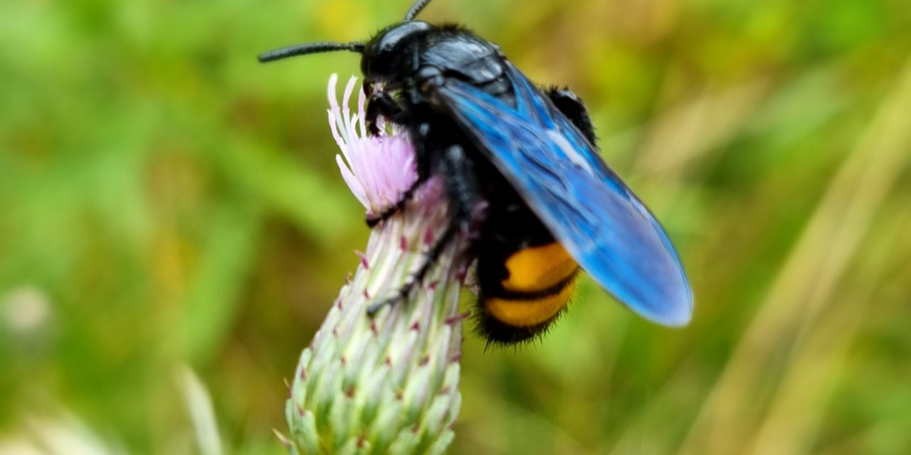 Regionalmanagement: Mein Fleckerl Natur