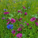 Blühende und Summende Steiermark – auch Leibnitz ist Partner der Aktion Wildblumen!