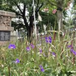 Blumenmeer rund um das Kriegerdenkmal am Hauptplatz