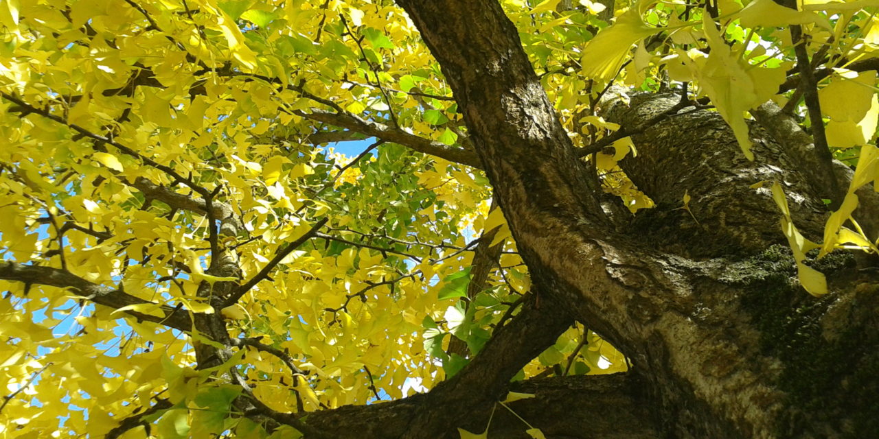 Baum- und Strauchschnittaktion 2025 – Sammelaktion vom 13. – 23.10.2025