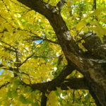 Baum- und Strauchschnittaktion 2025 – Sammelaktion vom 13. – 23.10.2025