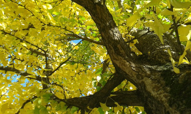 Baum- und Strauchschnittaktion 2025 – Sammelaktion vom 13. – 23.10.2025