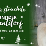 Alpaka streicheln im Leibnitzer Adventdorf