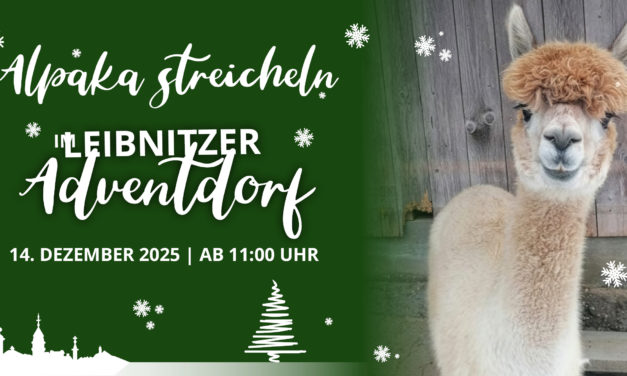 Alpaka streicheln im Leibnitzer Adventdorf