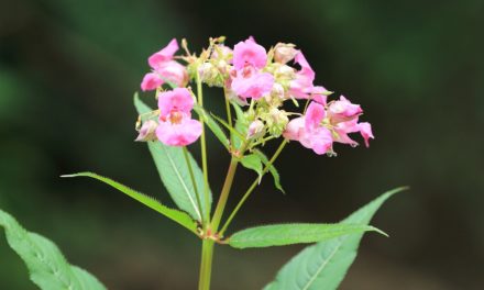 Informationsveranstaltung zum Thema „Invasive Pflanzenarten“