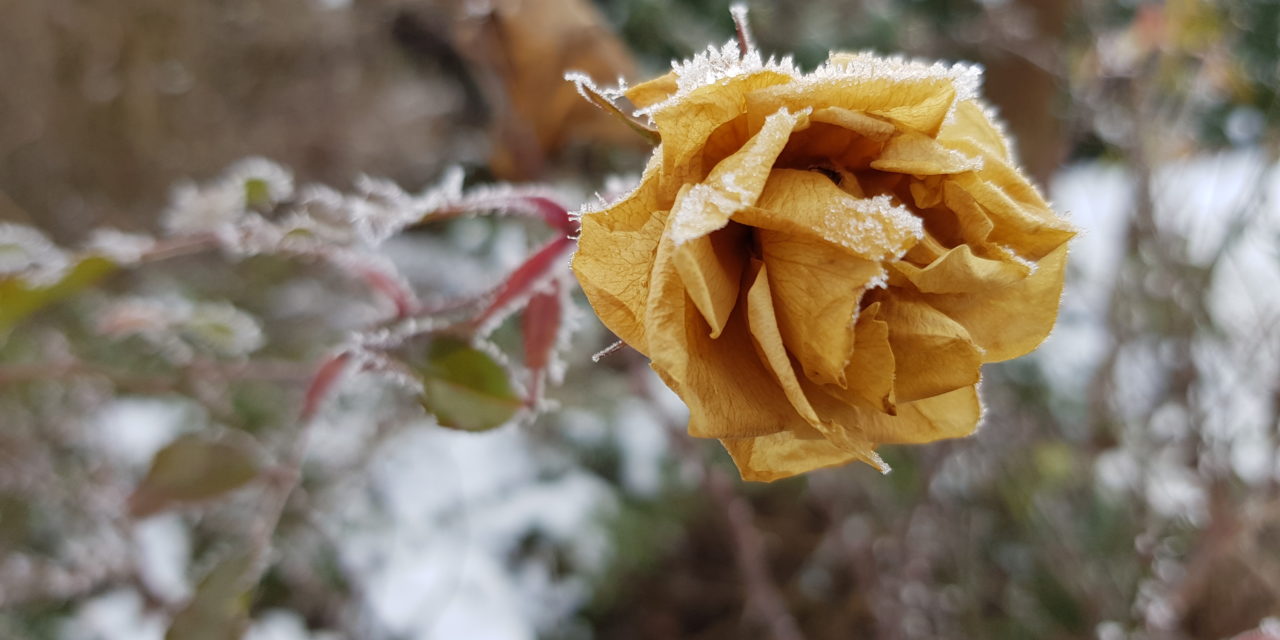Nachruf Franz Krainer