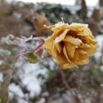 Nachruf Franz Krainer