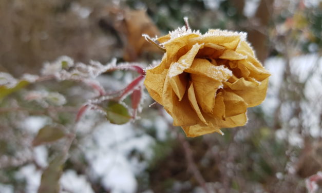 Nachruf Franz Krainer