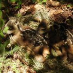 Natur- und Tierschutz im Frühling