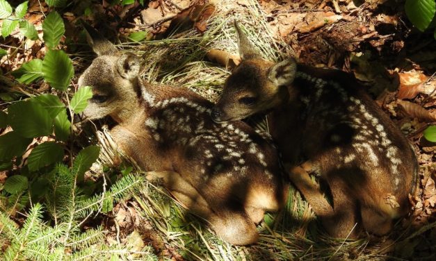 Natur- und Tierschutz im Frühling