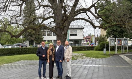 Leibnitz verabschiedet sich von seiner historischen Stadtlinde