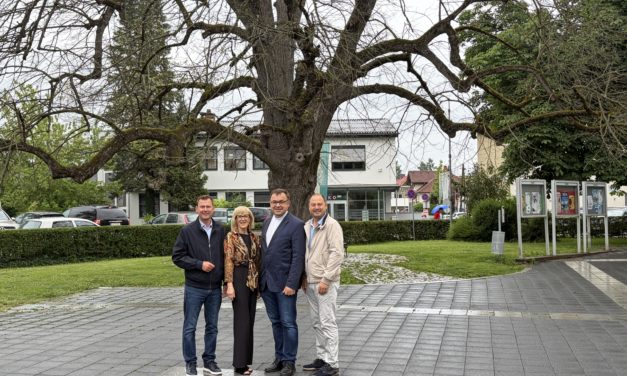 Leibnitz verabschiedet sich von seiner historischen Stadtlinde
