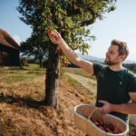 Streuobstaktion 2026: Gemeinsam die Region aufblühen lassen!