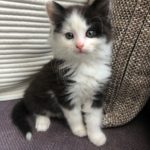 Streunende Katzen
