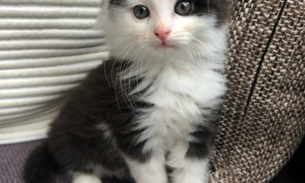 Streunende Katzen