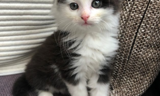 Streunende Katzen