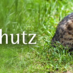 Tierschutzhelden gesucht: Bis Ende August für den Tierschutzpreis 2026 anmelden!
