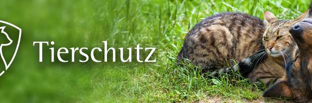 Tierschutzhelden gesucht: Bis Ende August für den Tierschutzpreis 2026 anmelden!