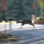 Das Projekt „Wildtierschutz und Verkehrssicherheit Steiermark“ geht heuer in die 12. Saison