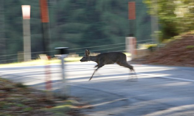 Das Projekt „Wildtierschutz und Verkehrssicherheit Steiermark“ geht heuer in die 12. Saison